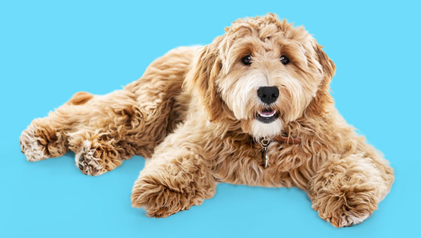 Goldendoodle Breed Information Petco